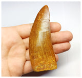 1330 - Huge Carcharodontosaurus saharicus Dinosaur Tooth - Cretaceous KemKem Beds