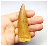 1332 - Huge Carcharodontosaurus saharicus Dinosaur Tooth - Cretaceous KemKem Beds