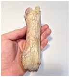 1524 - Finest Grade Huge 16cm Spinosaurus aegyptiacus Dinosaur Phalanx Toe Bone