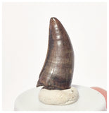 1523 - Finest Quality Daspletosaurus Tyrannosaurid Dinosaur Tooth Cretaceous - Montana USA