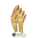 20245 - Nicely Preserved Basilosaurus (Whale Ancestor) Molar Rooted Tooth