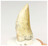 1328 - Gem Grade Afrovenator abakensis Megalosaurid Dinosaur Tooth Jurassic Tiouraren Fm