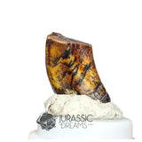 20160 - Finest Grade Ouranosaurus Basal Hadrosaurid Dinosaur Tooth - Cretaceous Elrhaz Fm