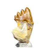 20197 - Nicely Preserved  Basilosaurus (Whale Ancestor) Molar Rooted Tooth