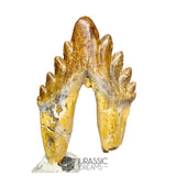 20125 - Outstanding Huge Basilosaurus (Whale Ancestor) Molar Rooted Tooth