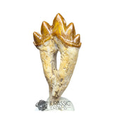 20233 - Nicely Preserved Basilosaurus (Whale Ancestor) Molar Rooted Tooth