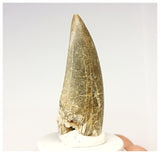 1326 - Eocarcharia dinops Dinosaur Tooth - Cretaceous Elrhaz Fm Tenere Desert