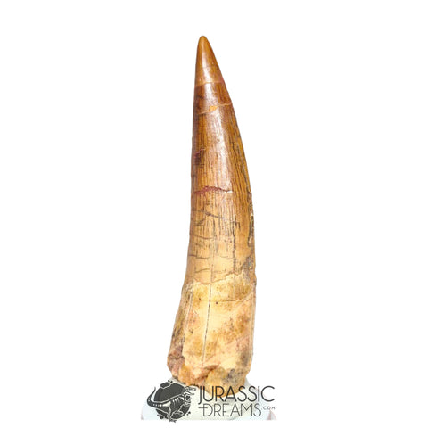 20207 - Nicely Preserved Large Spinosaurus aegyptiacus Dinosaur Tooth