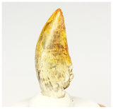 1322 - Gem Grade Afrovenator abakensis Megalosaurid Dinosaur Tooth Jurassic Tiouraren Fm