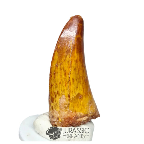 20328 - Nicely Preserved Carcharodontosaurus saharicus Dinosaur Premaxillary Tooth