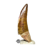 20027 - Gem Grade Large Suchomimus tenerensis Dinosaur Tooth - Lower Cretaceous