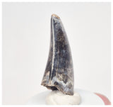 4000 - Museum Grade Serrated Tyrannosaurus rex Dinosaur Tooth from Montana, USA