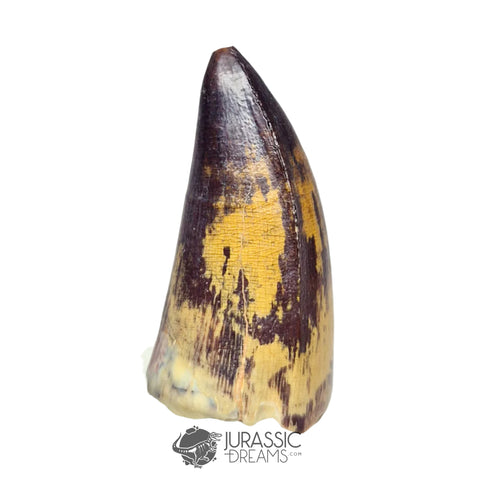 20201 - Gem Grade Sarcosuchus imperator Crocodile Tooth - Lower Cretaceous Elrhaz Fm