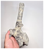 1533 - Museum Grade Unique Adratiklit boulahfa Oldest Stegosaurian Dinosaur Caudal Vertebra - El Mers Fm