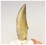 1325 - Rare Afrovenator abakensis Megalosaurid Dinosaur Tooth Jurassic Tiouraren Fm