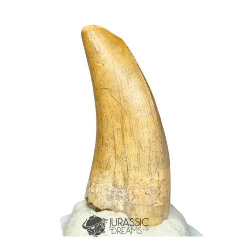 20276- Nicely Preserved Afrovenator abakensis Megalosaurid Dinosaur Tooth Jurassic Tiouraren Fm