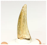 1327 - Gem Grade Afrovenator abakensis Megalosaurid Dinosaur Tooth Jurassic Tiouraren Fm