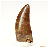 1334 - Nicely Preserved Carcharodontosaurus saharicus Dinosaur Tooth