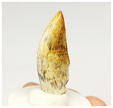 1322 - Gem Grade Afrovenator abakensis Megalosaurid Dinosaur Tooth Jurassic Tiouraren Fm