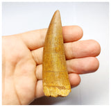 1332 - Huge Carcharodontosaurus saharicus Dinosaur Tooth - Cretaceous KemKem Beds