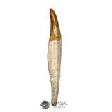 20123 - Top Huge Basilosaurus (Whale Ancestor) Incisor Rooted Tooth