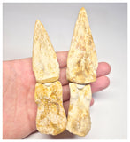 1496 - Museum Grade Spinosaurus aegyptiacus Dinosaur Partial Toe with Claws- KemKem Beds