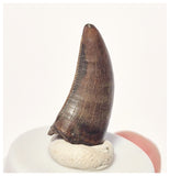 1523 - Finest Quality Daspletosaurus Tyrannosaurid Dinosaur Tooth Cretaceous - Montana USA