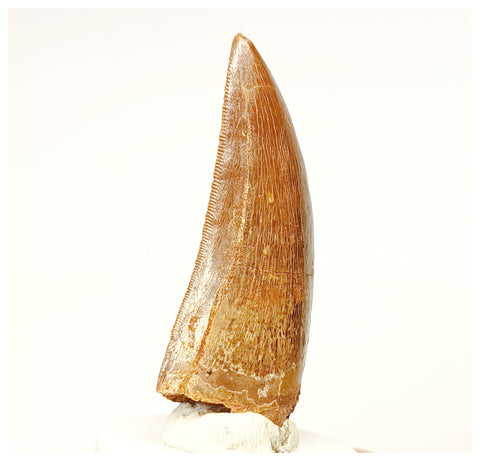 1333 - Nicely Preserved Carcharodontosaurus saharicus Dinosaur Tooth KemKem Beds