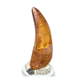 20043 - Finest Grade Rooted Carcharodontosaurus saharicus Dinosaur Premaxillary Tooth