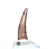 20215 - Gem Grade Pterosaur (Coloborhynchus) Tooth - Cretaceous KemKem Beds