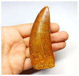 1330 - Huge Carcharodontosaurus saharicus Dinosaur Tooth - Cretaceous KemKem Beds