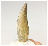 1325 - Rare Afrovenator abakensis Megalosaurid Dinosaur Tooth Jurassic Tiouraren Fm