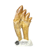 20245 - Nicely Preserved Basilosaurus (Whale Ancestor) Molar Rooted Tooth