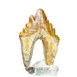 20231 - Nicely Preserved Basilosaurus (Whale Ancestor) Molar Rooted Tooth