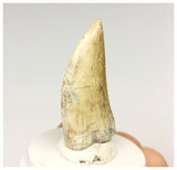 1328 - Gem Grade Afrovenator abakensis Megalosaurid Dinosaur Tooth Jurassic Tiouraren Fm