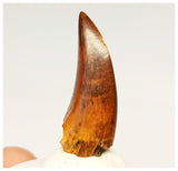 1321 - Gem Grade Afrovenator abakensis Megalosaurid Dinosaur Tooth Jurassic Tiouraren Fm