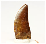 1334 - Nicely Preserved Carcharodontosaurus saharicus Dinosaur Tooth