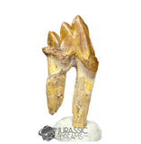 20243 - Nicely Preserved Basilosaurus (Whale Ancestor) Molar Rooted Tooth