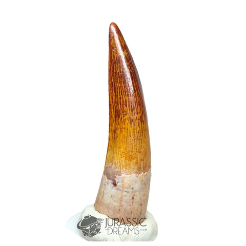 20228 - Gem Grade Spinosaurus aegyptiacus Dinosaur Tooth - Cretaceous KemKem Beds