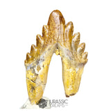 20125 - Outstanding Huge Basilosaurus (Whale Ancestor) Molar Rooted Tooth