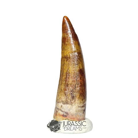 20307- Nicely Preserved Suchomimus tenerensis Dinosaur Tooth