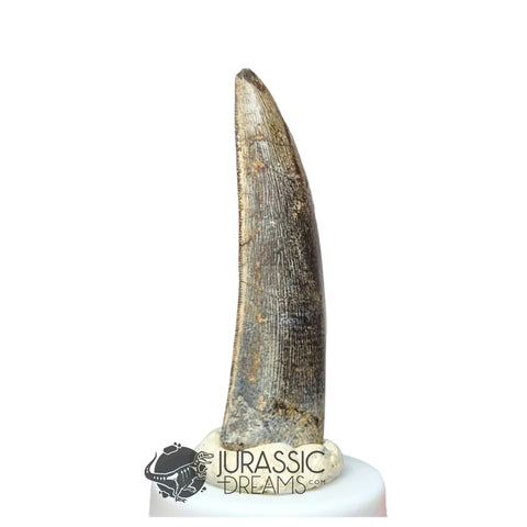 20030 - Large Kryptops palaios Abelisaurid Theropod Dinosaur Tooth - Cretaceous Elrhaz Fm