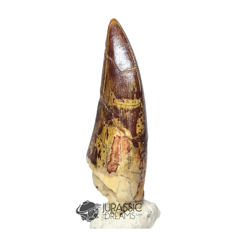 20047- Nicely Preserved Afrovenator abakensis Megalosaurid Dinosaur Tooth Jurassic Tiouraren Fm