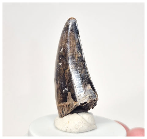 4000 - Museum Grade Serrated Tyrannosaurus rex Dinosaur Tooth from Montana, USA