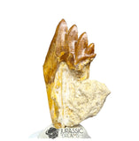 20197 - Nicely Preserved  Basilosaurus (Whale Ancestor) Molar Rooted Tooth