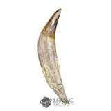 20131 - Top Huge Basilosaurus (Whale Ancestor) Incisor Rooted Tooth