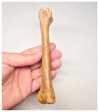 1520 - Rare Unidentified Cretaceous Crocodile Metacarpal Bone - KemKem Beds