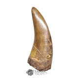 20121- Museum Grade Afrovenator abakensis Megalosaurid Dinosaur Tooth Jurassic Tiouraren Fm