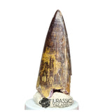 20140 - Huge Sarcosuchus imperator Crocodile Tooth - Lower Cretaceous Elrhaz Fm