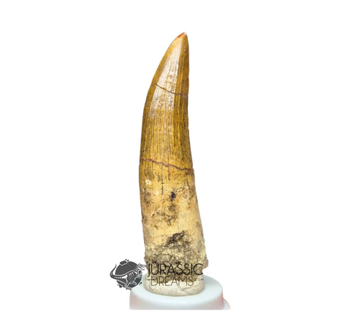 20028 - Nicely Preserved Large Suchomimus tenerensis Dinosaur Tooth